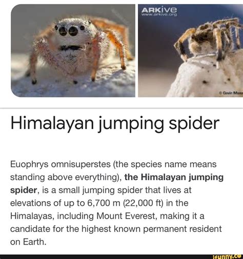 Himalayan Jumping Spider Euophrys Omnisuperstes The Species Name Means