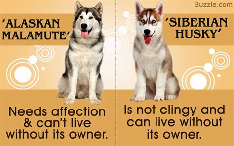 Whats The Difference Between Siberian Husky And Husky