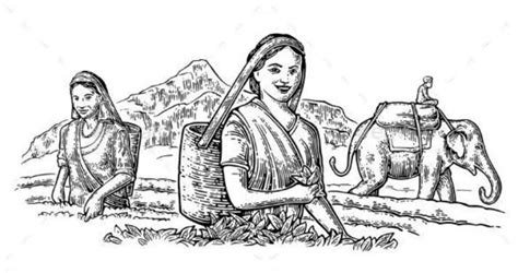 Draw A Pen Portrait Of The Tea Gardens Of Assam Brainly In