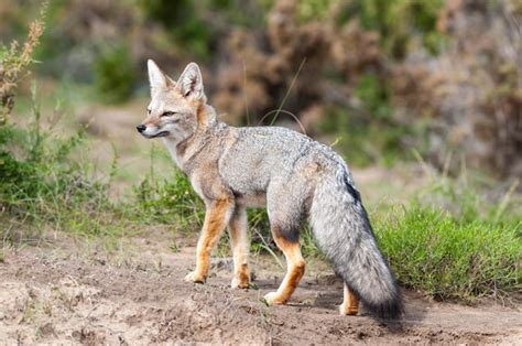 Zorro Gris Pampeano En Entorno De Hierba Pampeana Provincia De La Pampa