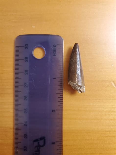 Mosasaur Tooth Fossil Id Help Fossil Id The Fossil Forum