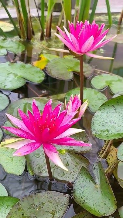 Red Spider Water Lily Youtube