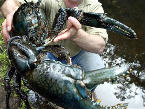 The Giant Tasmanian Crayfish | ALL PHOTOZ