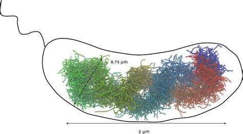 3D Structure Of C Crescentus Chromosome At 15 Bp Resolution Projected