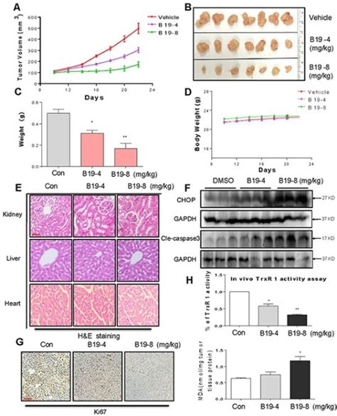 B19 Inhibits Gastric Cancer Tumor Xenograft Growth And Open I