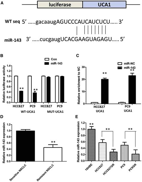 Uca Functions As A Molecular Sponge Of Mir In Nsclc Cells A