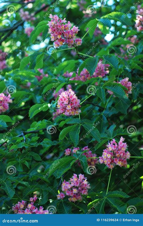 Blooming Chestnut Tree. Pink Blossomed Flowers of a Chestnut Tree. Flowers and Gardening. Stock ...