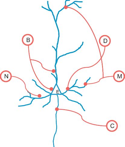 A Cortical Excitatory Neuron Receives Inhibitory Input From A Diversity