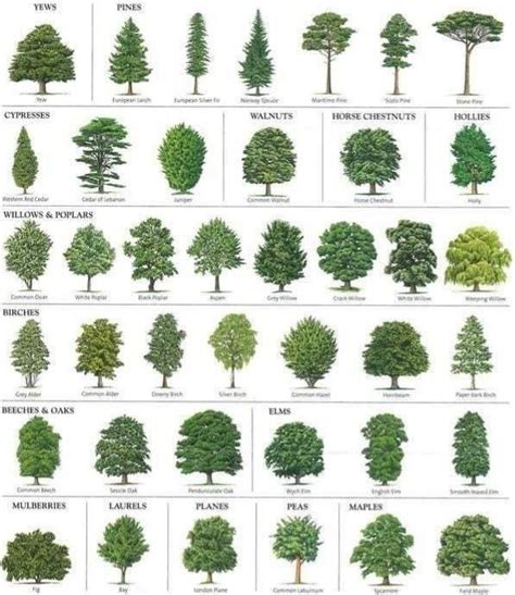 The Different Types Of Trees And Their Names Are Shown In This Chart