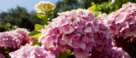 Comment Bien Cultiver Les Hortensias Ou Hydrangea Obtenir Des Fleurs