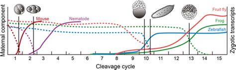 Overview Of The Maternal To Zygotic Transition In Several Model