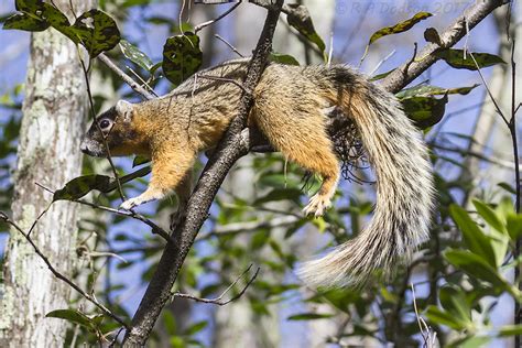 Big Cypress Fox Squirrel Big Cypress Fox Squirrel At Corks Flickr