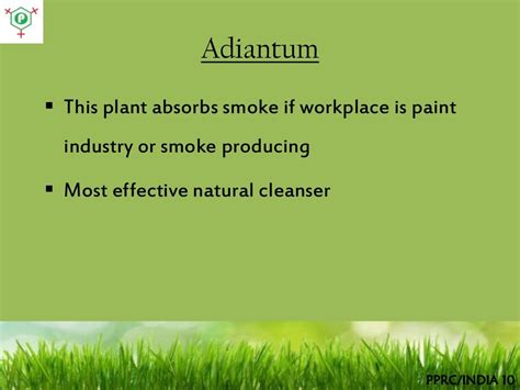 Adiantum This plant absorbs