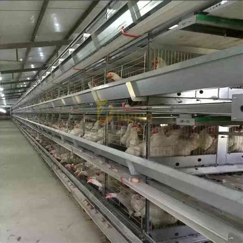 H Type Layer Chicken Cage Full Automatic Henan Dingtuo Group