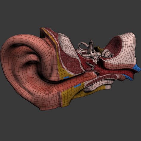 Ear Anatomy 3D Model $199 - .xsi .obj .ma .fbx .max .lxo .lwo .dxf .dae .c4d .blend .3ds - Free3D