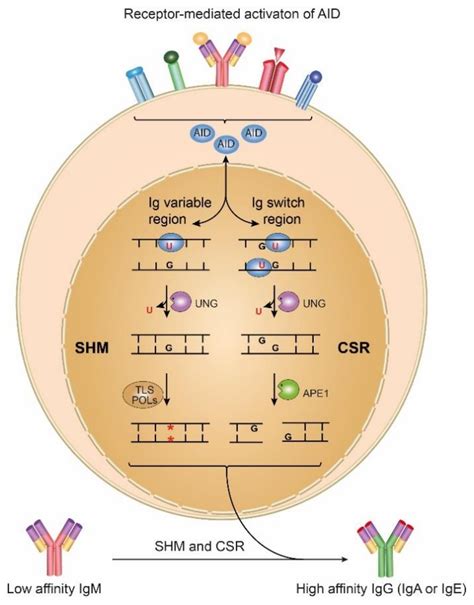 Cytosine Deamination Repair