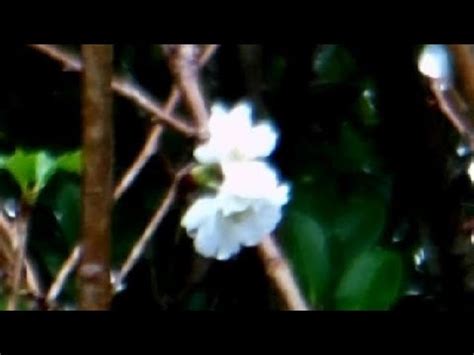 Autumn Cherry Blossoms At The Old Japanese Farm House YouTube