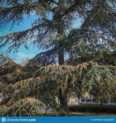 A Great Example Of A Beautiful Big And Old Cedar Tree Cedrus Libani Or