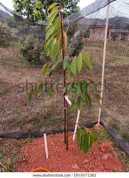 Seedlings Musang King Durians Variety Growing Stock Photo 1855071382