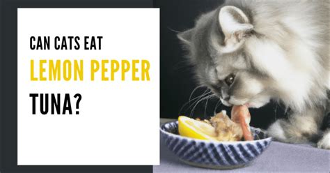 Can Cats Eat Lemon Pepper Tuna Risks And Benefits Petsy Box