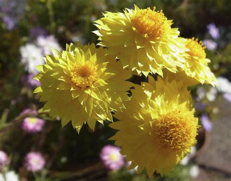 Daisy Daisy Growing Everlasting Daisies And A Ray Floret Daisy