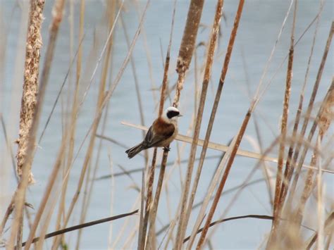 Habiter En Oiseau De Vinciane Despret Double Marge