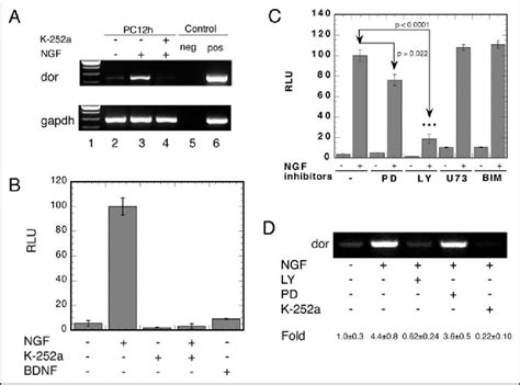 Ngf Induction Of Dor Mrna And Promoter Activity Via Trka Pi K