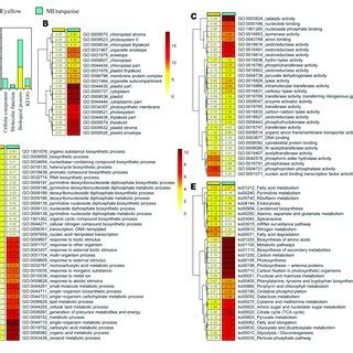 Analysis Of Gene Expression Trend In Yellow And Turquoise Modules