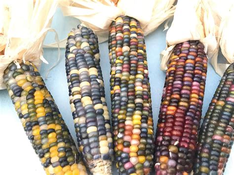 Glass Gem Corn Organic Seeds Hudson Valley Seed Company