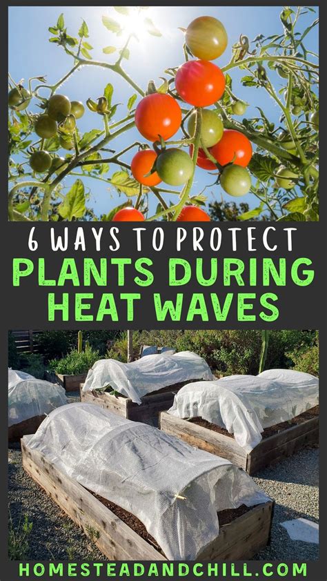 6 Ways To Protect Garden Plants In A Heat Wave Homestead And Chill In