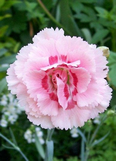 Dianthus Amurensis Photos Dianthus Pink Grans Favourite Pretty