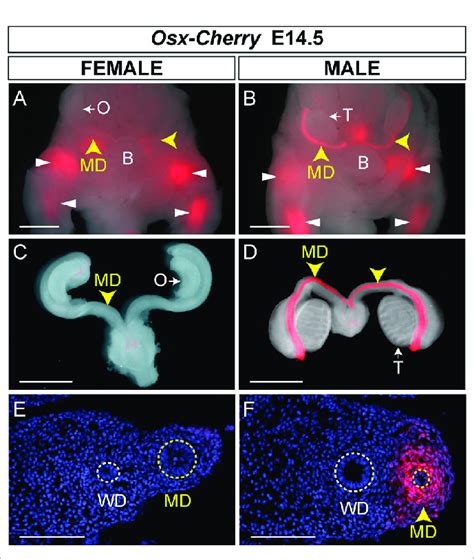 Male Specific M Llerian Duct Mesenchyme Expression In Osx Cherry