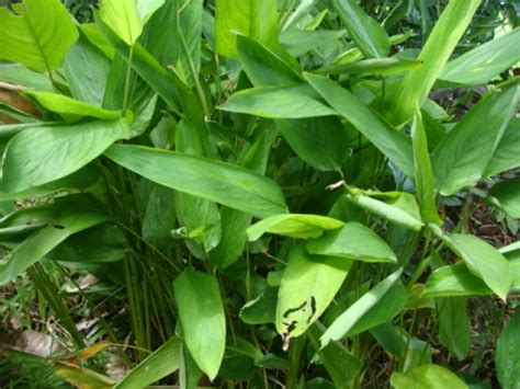 Maranta arundinacea - Useful Tropical Plants