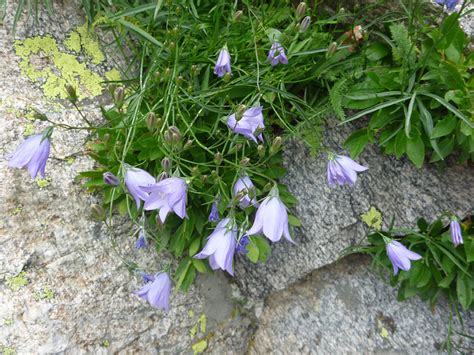 Flowers And Leaves Photos Of Campanula Rotundifolia Campanulaceae