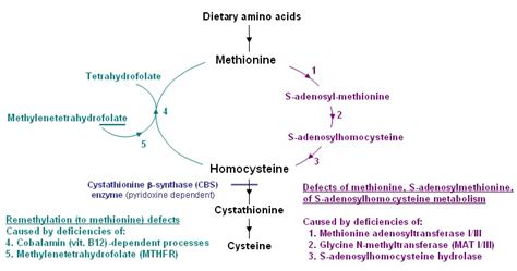 Homocystinuria Caused By Cystathionine Beta Synthase Deficiency