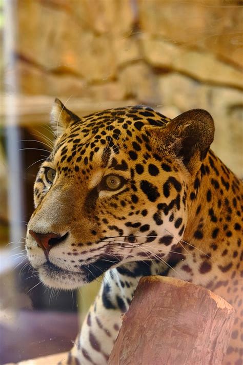 Jaguar Cat Big - Free photo on Pixabay - Pixabay