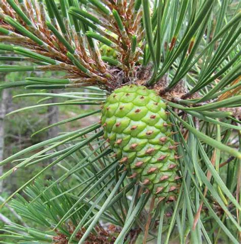 Pinaceae Of Maine