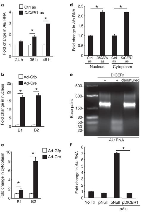 Dicer1 Degrades Alu Rna A Dicer1 Antisense As Increased Alu Rna In