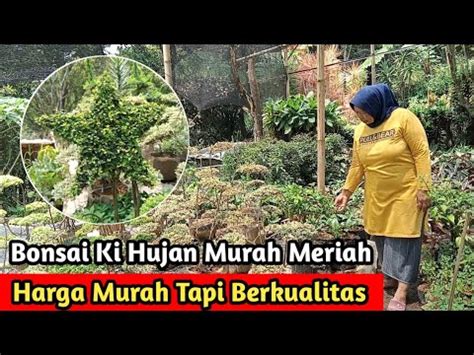 Review Tanaman Bonsai Ki Hujan Murah Meriah Unik Incaran Kolektor Bunga