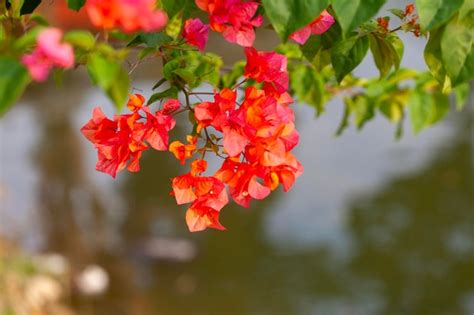 Bugenvile Images - Free Download on Freepik