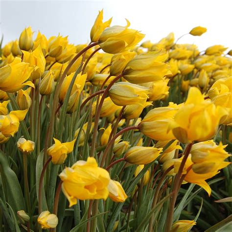 Tulip sylvestris | White Flower Farm