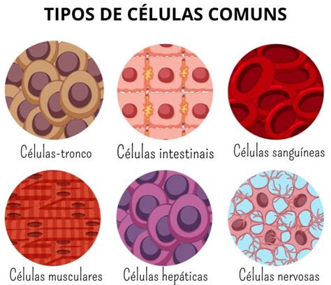 Citoesqueleto O Que Fun O Componentes Prepara Enem