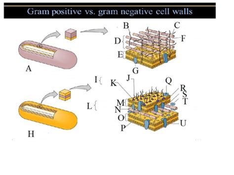 Gram Staining Laboratory 2 Flashcards Quizlet