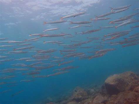 13 Diving Atlantis Rushkult