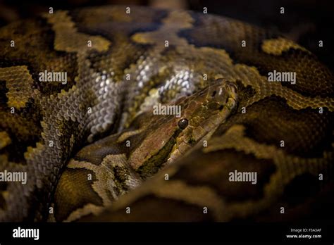 Python Reticulatus Hi Res Stock Photography And Images Alamy