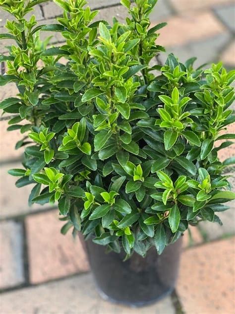 Euonymus Tom Thumb 140mm Garden Feast