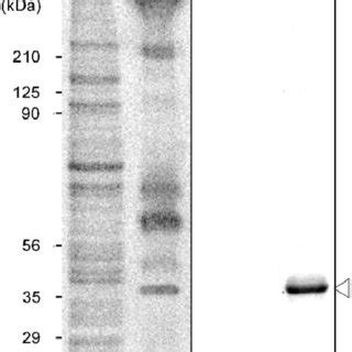 Localization Of Sg And The In Situ Expression Patterns Of Nf A An