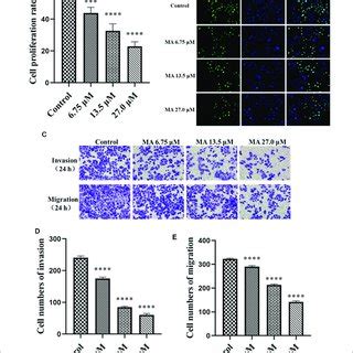 MA Inhibits The Proliferation Invasion And Migration Of HeLa Cells