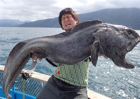 Japanese Fisherman Caught A Prehistoric Looking Fish That You Can