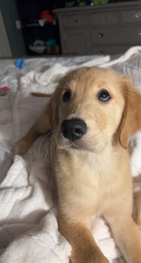 Golden Retriever eyes > everything : r/goldenretrievers